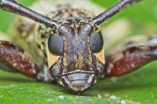 image of long_horned_beetle