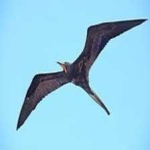 image of bird