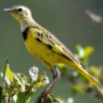 image of bird