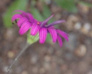 image of flower
