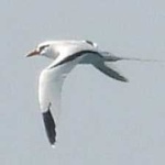 image of bird