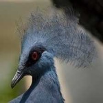 image of bird