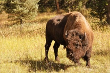 image of animal