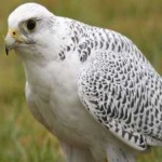 image of bird