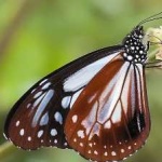 image of animal