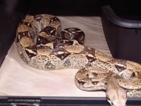 image of boa_constrictor #1