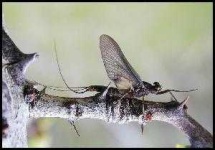 image of mayfly