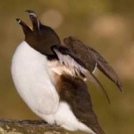 image of bird