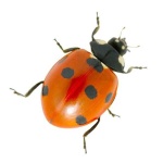 image of ladybugs #7