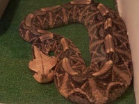 image of hognose_snake