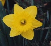 image of flower