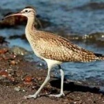 image of whimbrel #17