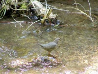 image of water_ouzel