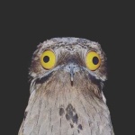 image of potoo