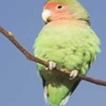 image of rosy_faced_lovebird