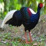 image of bird