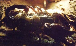 image of scorpion
