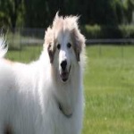 image of animal
