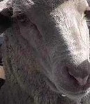 image of animal