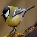 image of bird