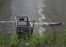 image of shopping_cart