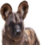 image of animal