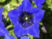 image of flower