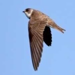 image of bird