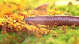 image of parasitic_flatworms