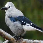 image of bird