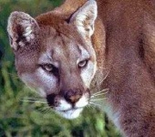 image of cougar_face