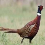 image of ring_necked_pheasant #11