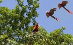 image of animal