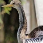 image of bird