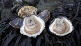 image of oyster #42