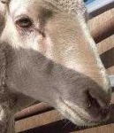 image of animal