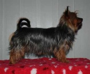 image of australian_terrier