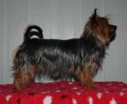 image of australian_terrier #23