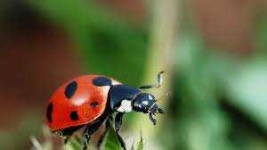 image of ladybugs #5