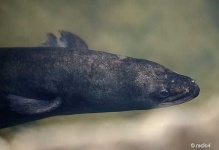 image of eel