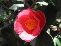 image of flower