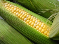 image of sweetcorn #11