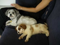 image of blenheim_spaniel