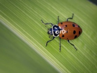 image of ladybugs #18