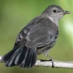 image of bird