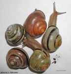 image of animal