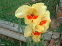 image of flower