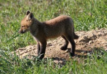 image of kit_fox
