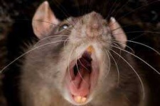 image of animal