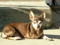 image of chihuahua